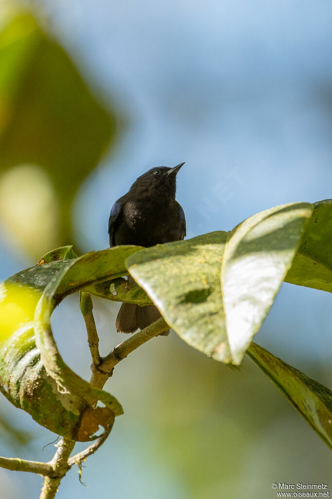 Capped Conebill