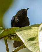 Capped Conebill