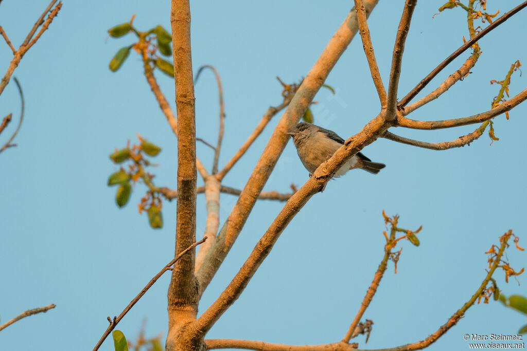 Chestnut-vented Conebill male