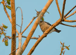 Chestnut-vented Conebill