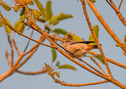 Chestnut-vented Conebill