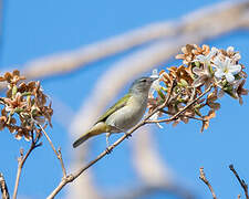 Chestnut-vented Conebill