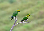 Conure à joues d'or
