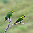 Conure à joues d'or