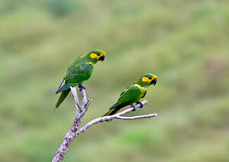 Conure à joues d'or