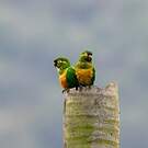 Conure à pinceaux d'or