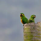 Conure à pinceaux d'or