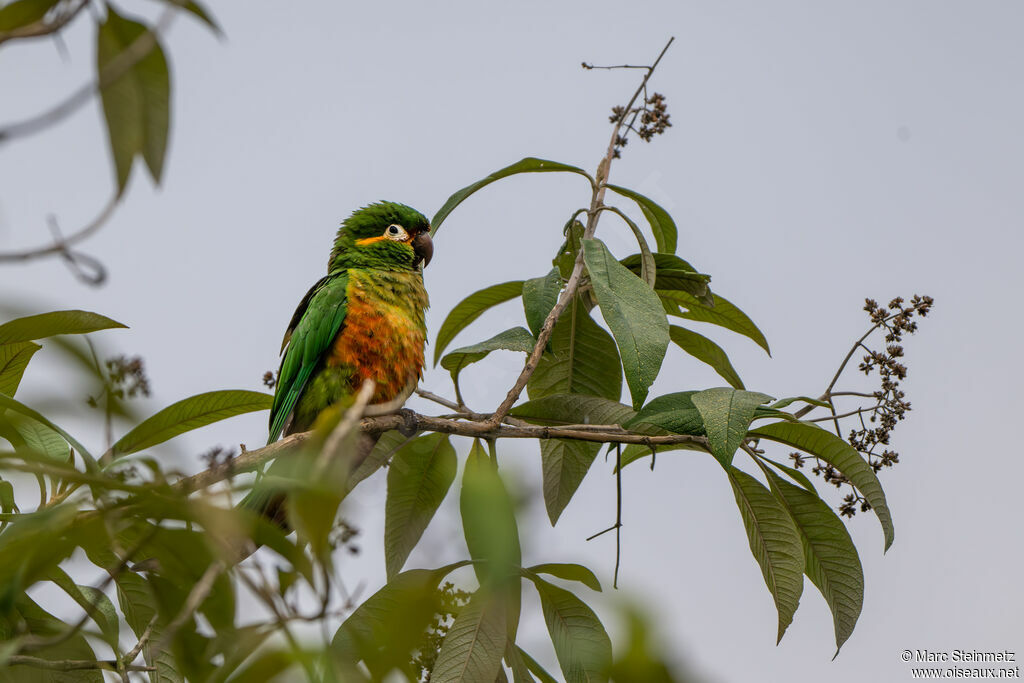 Golden-plumed Parakeet