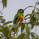Conure à pinceaux d'or