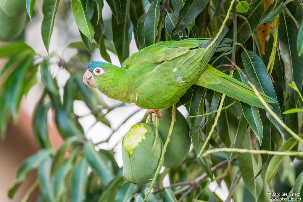 Conure à tête bleue