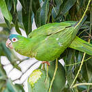 Conure à tête bleue