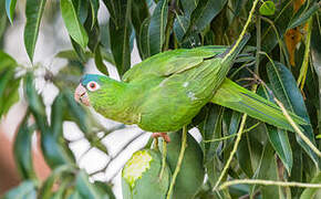 Blue-crowned Parakeet