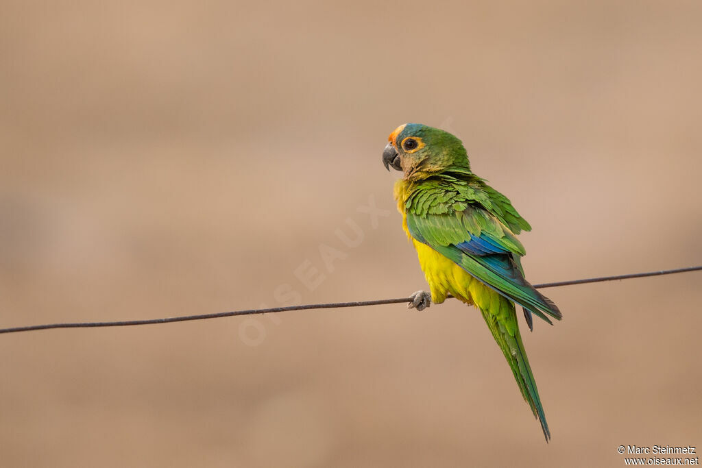 Peach-fronted Parakeet