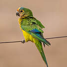 Conure couronnée