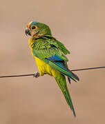 Peach-fronted Parakeet