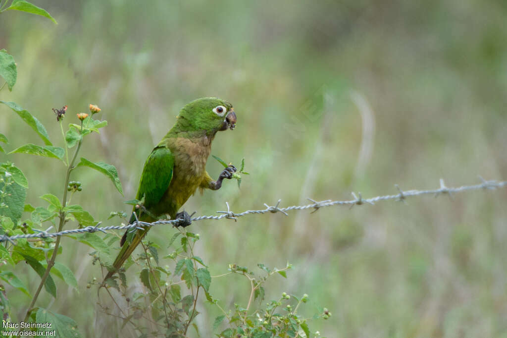 Olive-throated Parakeetadult, feeding habits, Behaviour