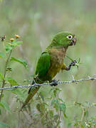 Olive-throated Parakeet