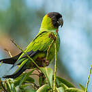 Conure nanday