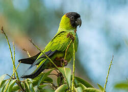 Nanday Parakeet