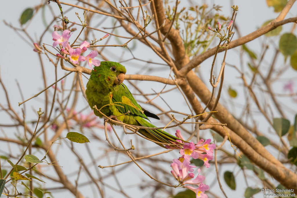 Conure pavouane