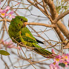 Conure pavouane
