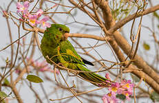 Conure pavouane