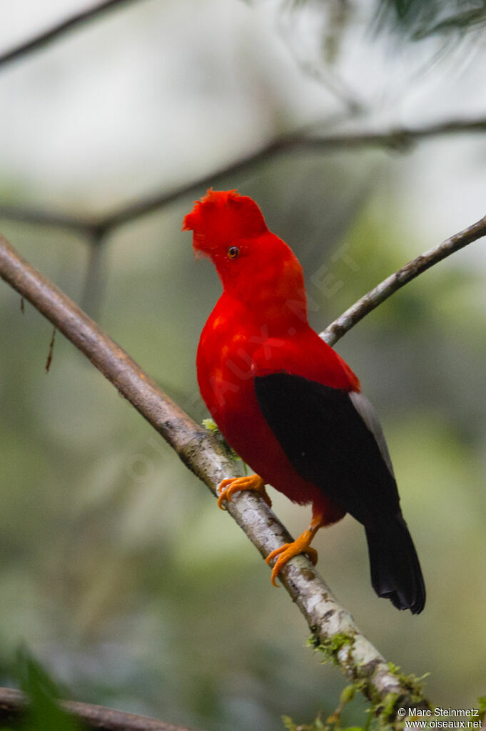 Andean Cock-of-the-rock male