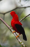 Andean Cock-of-the-rock