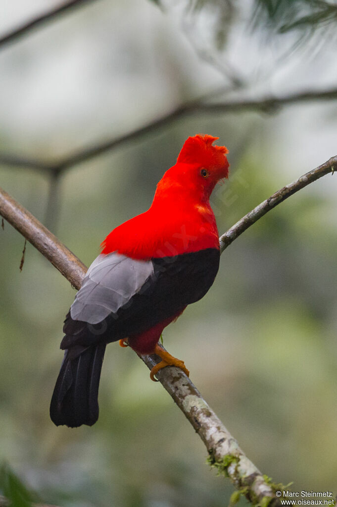 Andean Cock-of-the-rock male