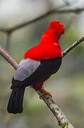 Andean Cock-of-the-rock