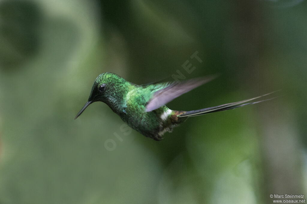 Green Thorntail male