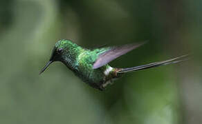 Green Thorntail