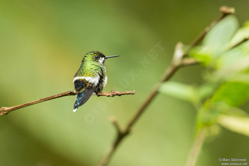 Green Thorntail female