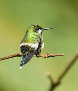 Green Thorntail