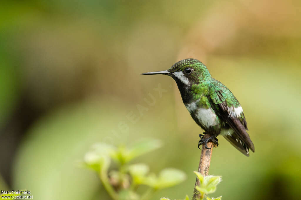 Green Thorntail female adult, identification