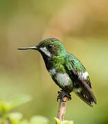 Green Thorntail