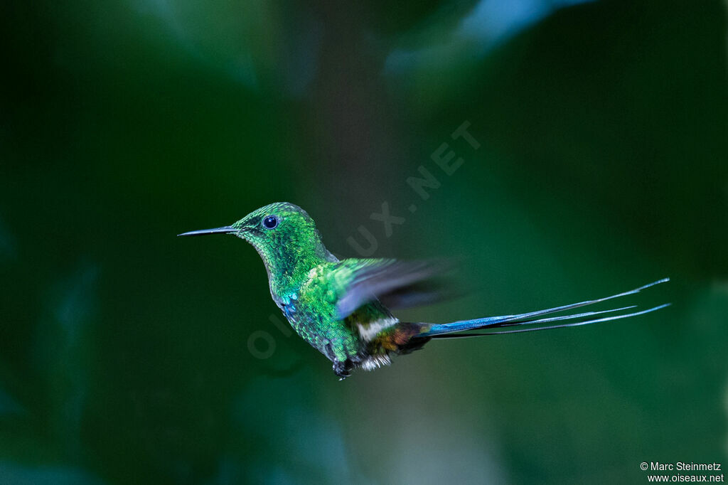 Green Thorntail male