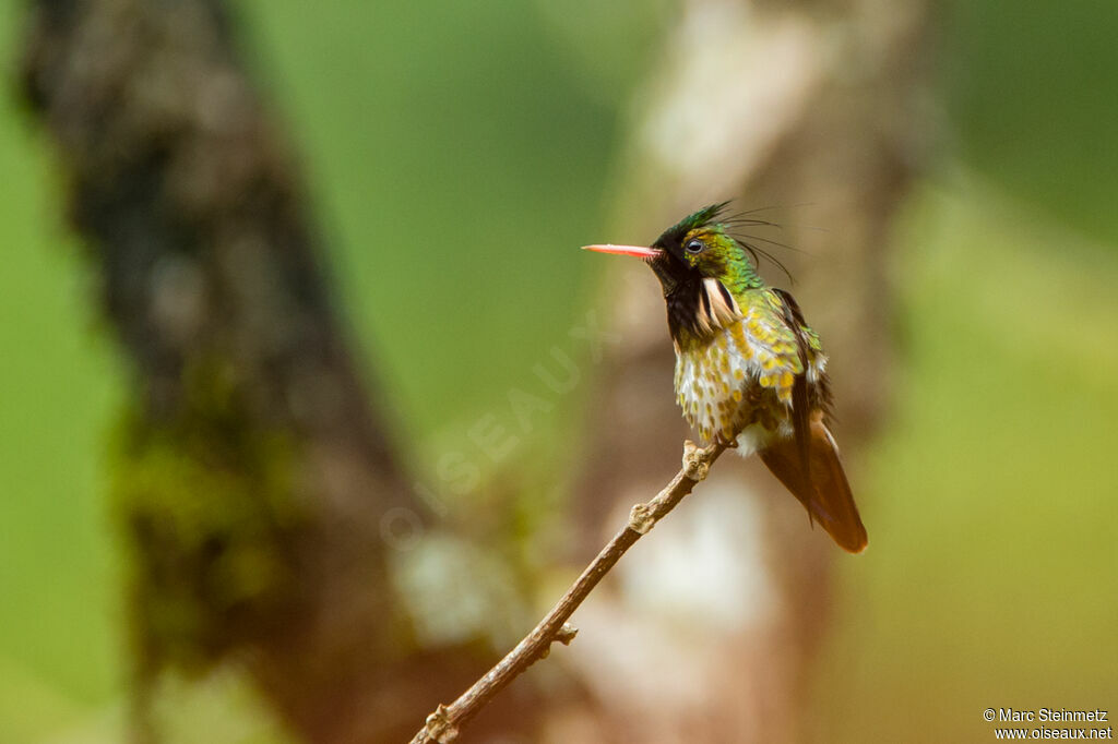 Black-crested Coquette