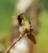 Black-crested Coquette