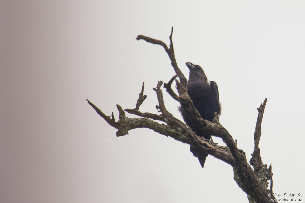 Corbeau à nuque blanche