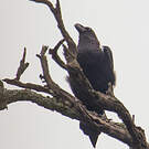 Corbeau à nuque blanche