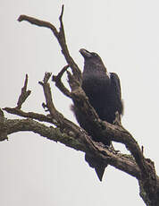 Corbeau à nuque blanche