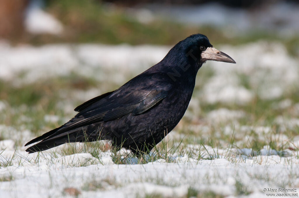 Corbeau freux