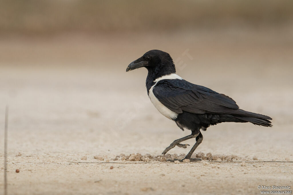 Pied Crow