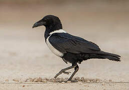 Pied Crow