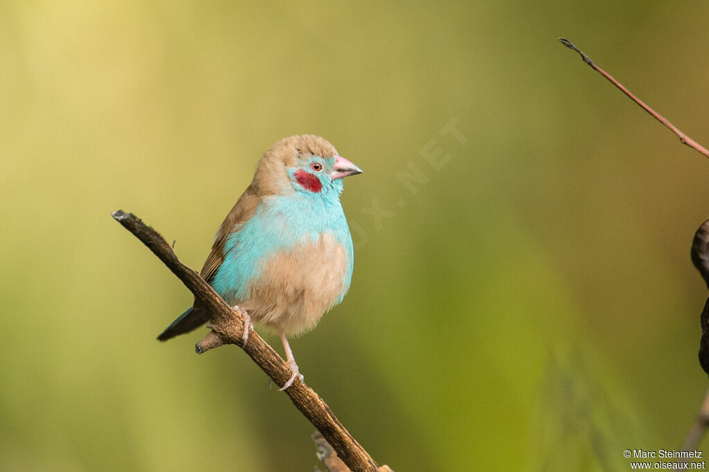 Red-cheeked Cordon-bleu male