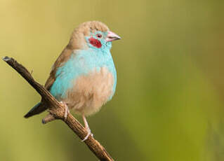 Cordonbleu à joues rouges