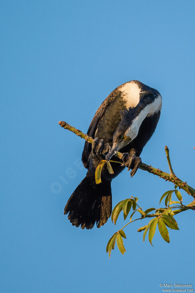 Cormoran à poitrine blanche