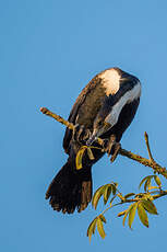 Cormoran à poitrine blanche