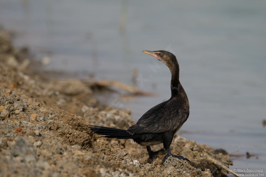 Cormoran africain